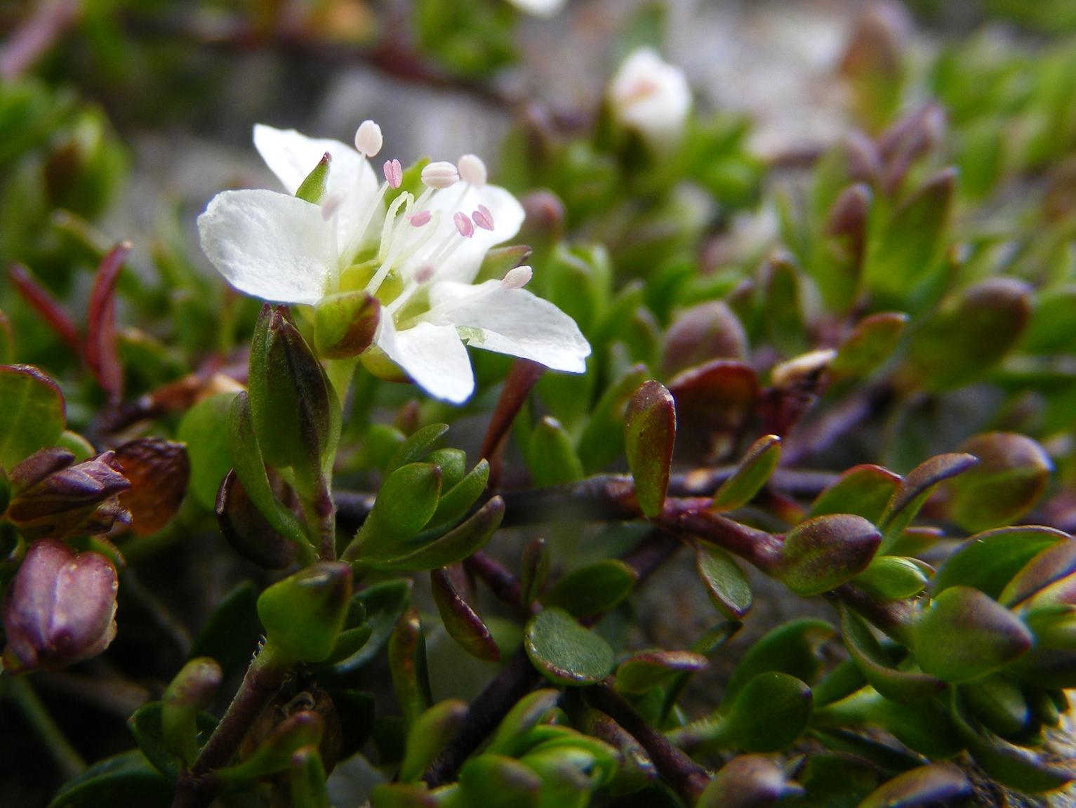 Arenaria biflora